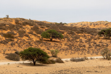 Hot and dry sand dunes near Twee Rivieren in the Kgalagadi Transfrontier Park in the Kalahari