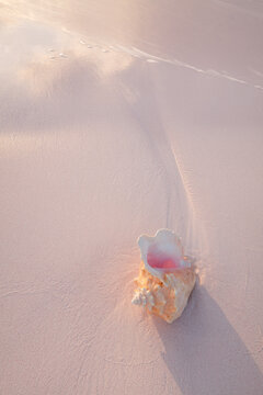 Pink conch shell in pink sand on the beach in Bahamas