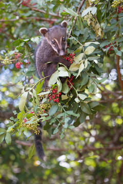 Cute South American coati (Nasua nasua) climbing the tree at Iguazu Waterfalls in Argentina 
