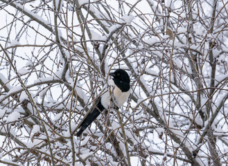 A magpie on a tree branch in frost