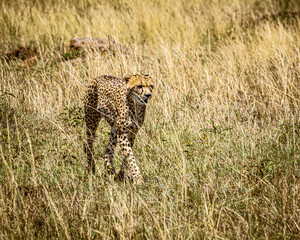 Cheetah