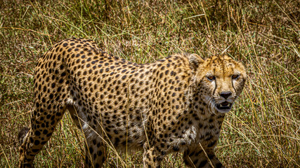 Obraz premium Cheetah