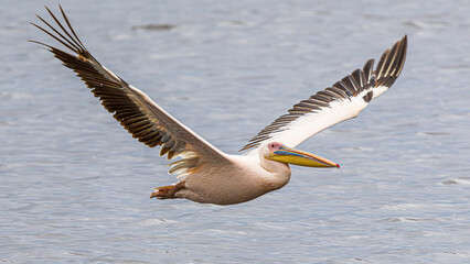 pelican on the water
