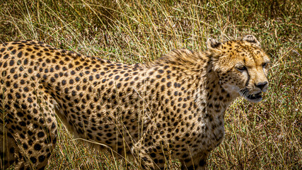 Cheetah © Alvaro
