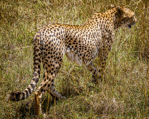 Obraz premium Cheetah