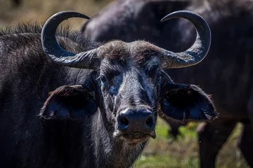 Photo sur Plexiglas Parc national du Cap Le Grand, Australie occidentale Buffalo