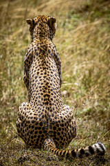 cheetah