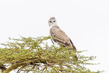 bird of prey