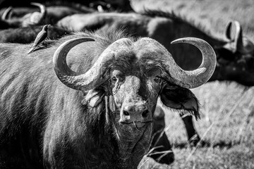 Naklejka premium Buffalo