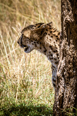 cheetah