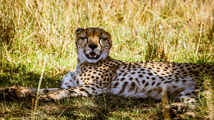 cheetah