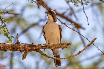 wildlife in the savannah