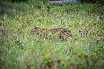 leopard in the grass