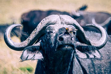 Foto op Canvas buffalo © Alvaro