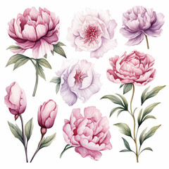 Watercolor flowers clipart, floral illustration set, Peony individual elements for DIY greeting cards, posters, wedding invitations