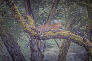 leopard resting on a branch