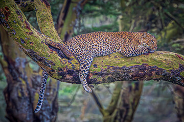 leopard resting on a branch