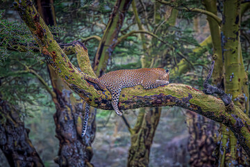 leopard resting on a branch