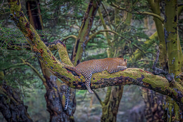 leopard resting on a branch