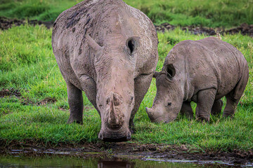Fototapeta premium rhino