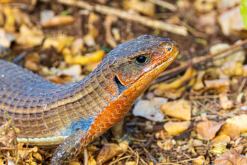 lizard on the rock
