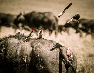 wildlife in the savannah