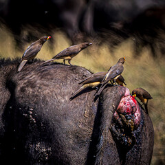 wildlife in the savannah