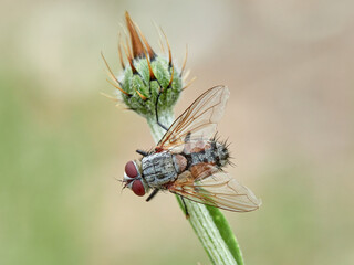 Parasitoid gray fly on a plant. Family Tachinidae