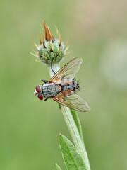 Parasitoid gray fly on a plant. Family Tachinidae