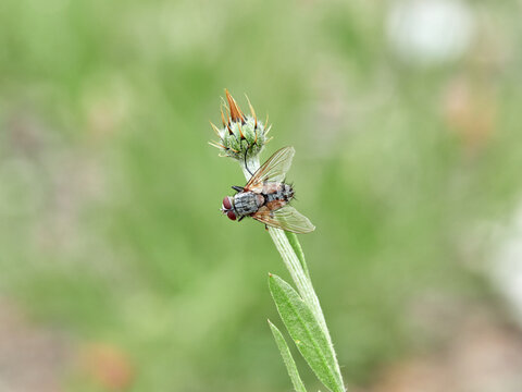 Parasitoid gray fly on a plant. Family Tachinidae