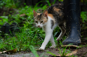 gatos belleza hermosa campo
aimal
