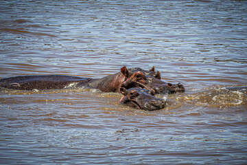 Fototapeta premium wildlife in the savannah