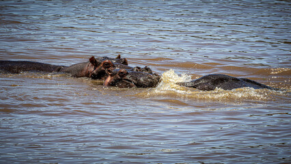 Fototapeta premium wildlife in the savannah