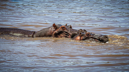 Fototapeta premium wildlife in the savannah