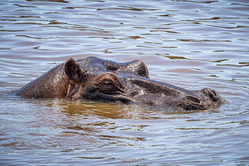 Fototapeta premium wildlife in the savannah