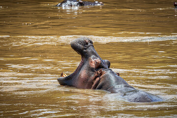 hippopotamus