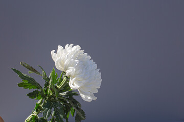 white chrysanthemum on gray background