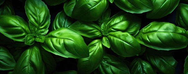Detail fresh green basil herb leaves in the garden. Generative ai - obrazy, fototapety, plakaty