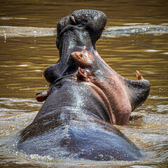hippopotamus