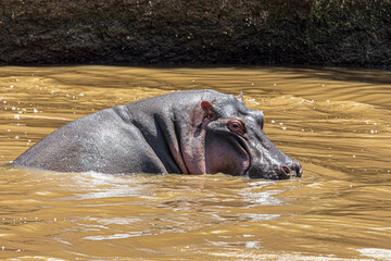 Fototapeta premium wildlife in the savannah
