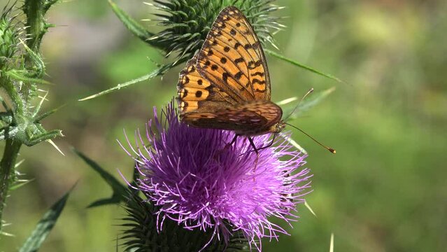 Butterfly Gathering Pollen on Thorns Flower, Flying Bee, Insects Pollinating Thistles, Desert Medicine Plants, Pollination