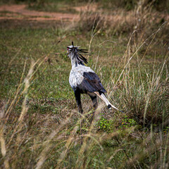 wildlife in the savannah