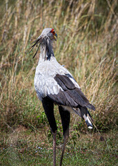 wildlife in the savannah