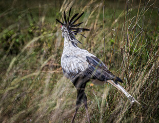 wildlife in the savannah
