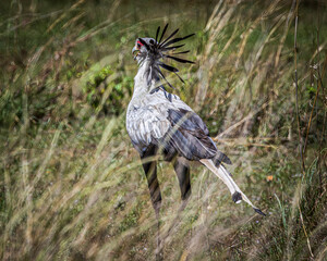 wildlife in the savannah