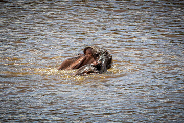 Fototapeta premium wildlife in the savannah