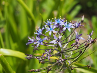 青紫色の花　シラーペルビアナ
