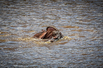 Fototapeta premium wildlife in the savannah