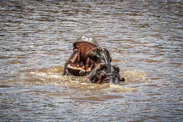 hippos