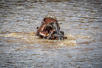 hippos